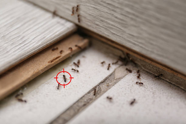 Best Pest Control Treatment  in Apollo Beach, FL